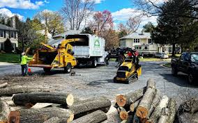 Best Firewood Processing and Delivery  in Albany, CA