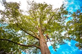 Best Tree Health Inspection  in Albany, CA