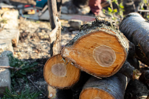 How Our Tree Care Process Works  in  Albany, CA