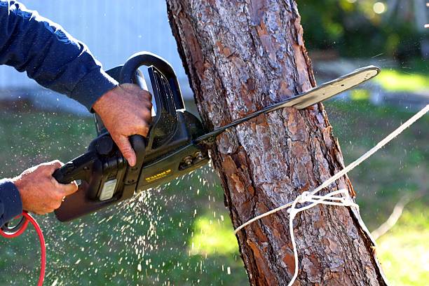 Albany, CA Tree Care Company