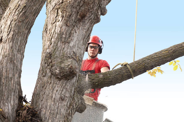 Best Emergency Tree Removal  in Albany, CA